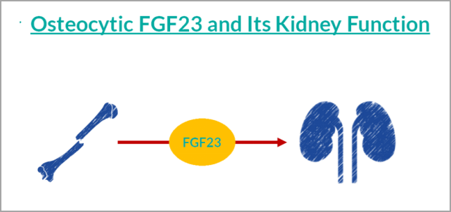 重大突破！研发FGF23项目，精准诊断CKD及CKD-MBD